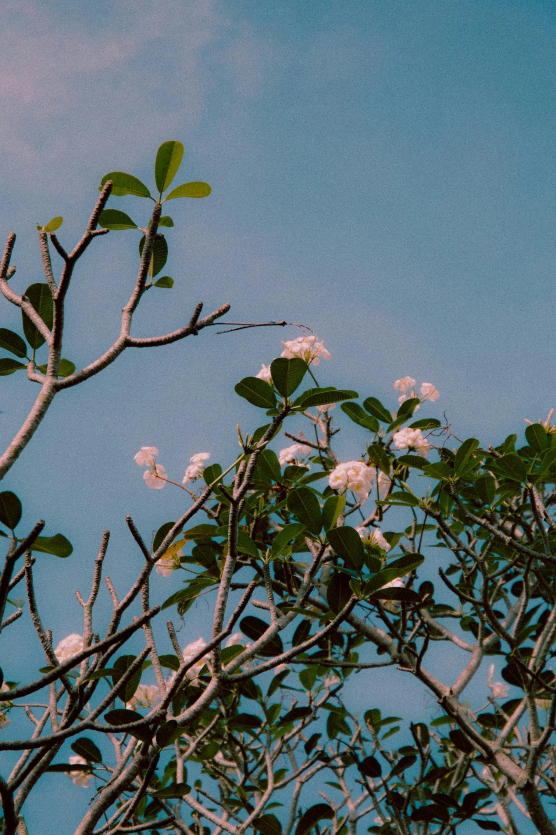 Tree with green leaves and pale pink flowers against a blue sky.