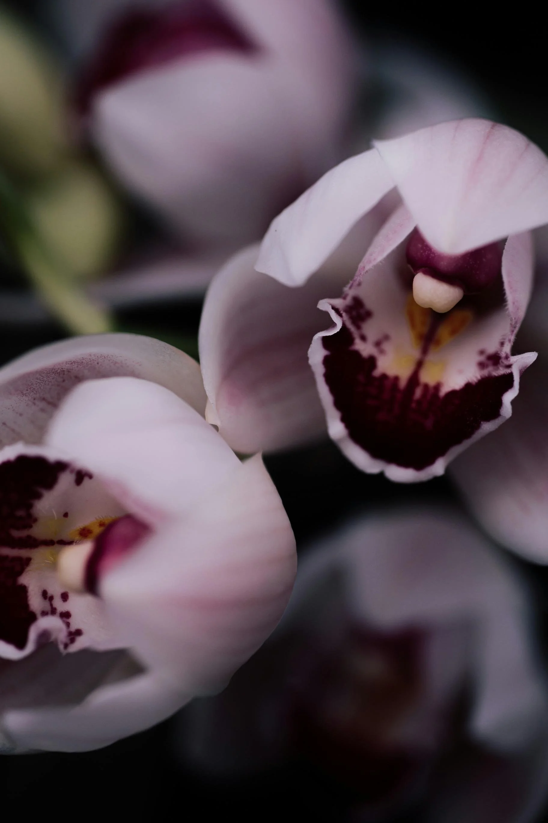 Close-up of pink and white orchids with detailed petals and dark purple markings.