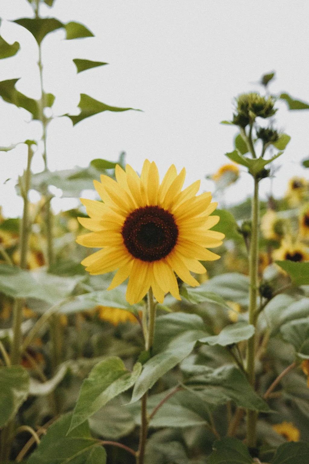 Astrology Chart Reading (Kids)