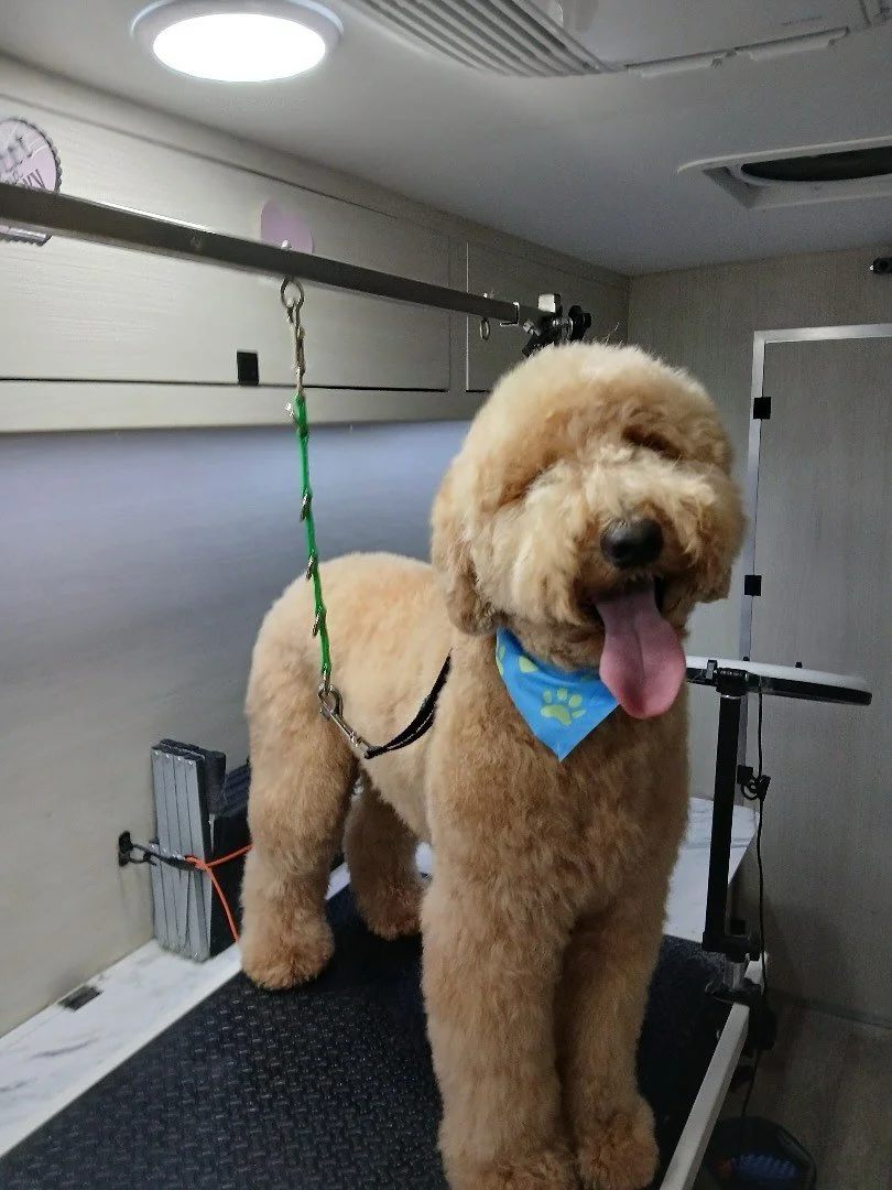Give me your funny face 🤪

#luxurypetgrooming #countdowntopampering #pupspapampervan #mobilegrooming #doggrooming #doggroomer #doglovers #dogpark #sfdogs #dogstyle #dogtreats #dogsalon #dogfriends #doggrooming #haywardgrooming #marindogs #bayareagro