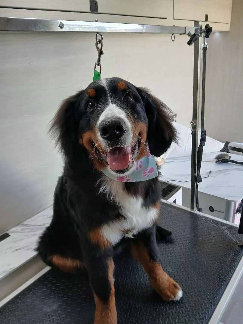 Am I a good girl??, am I ?

#luxurypetgrooming #countdowntopampering #pupspapampervan #mobilegrooming #doggrooming #doggroomer #doglovers #dogpark #sfdogs #dogstyle #dogtreats #dogsalon #dogfriends #doggrooming #haywardgrooming #marindogs #bayareagro