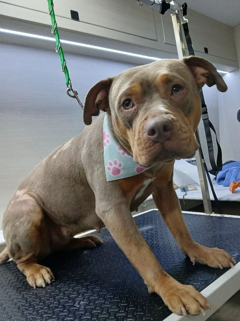 My beauty secret - Pup Spa.  I feel 🤩