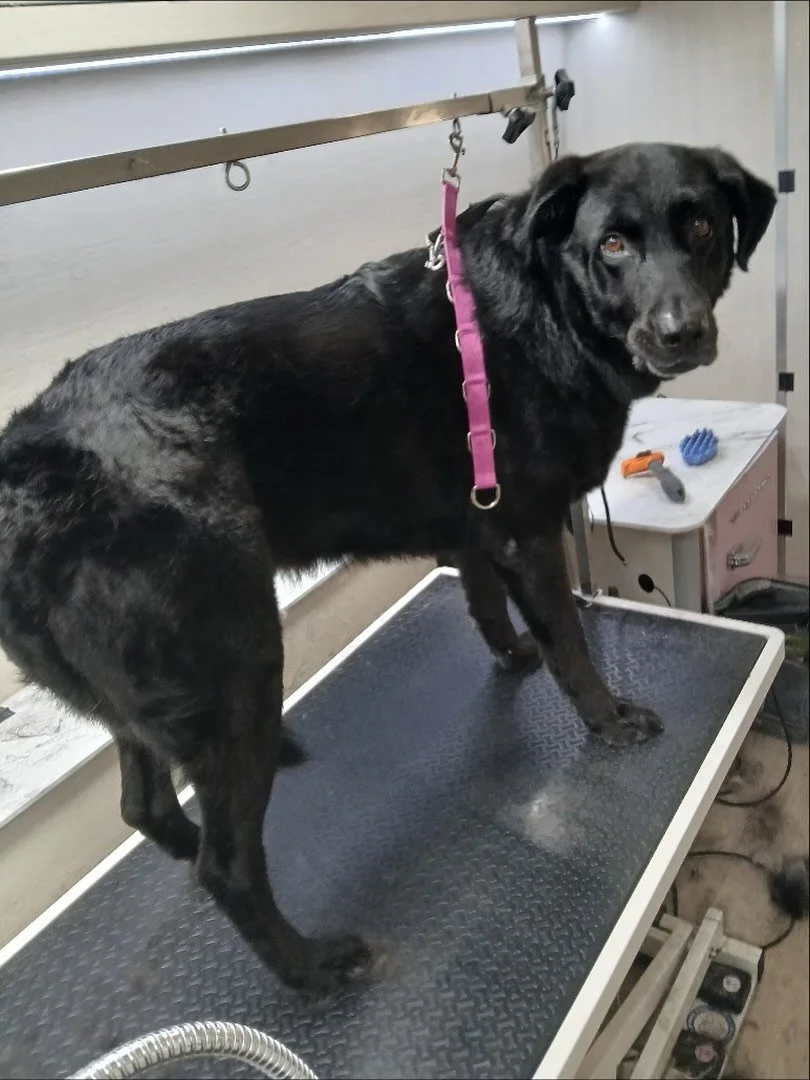 Jealous of my silky, black coat? ❤️😉