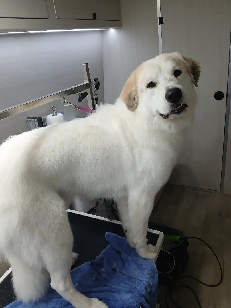 I&rsquo;m FABULOUS. Check out my shiny teeth 🦷 ✨