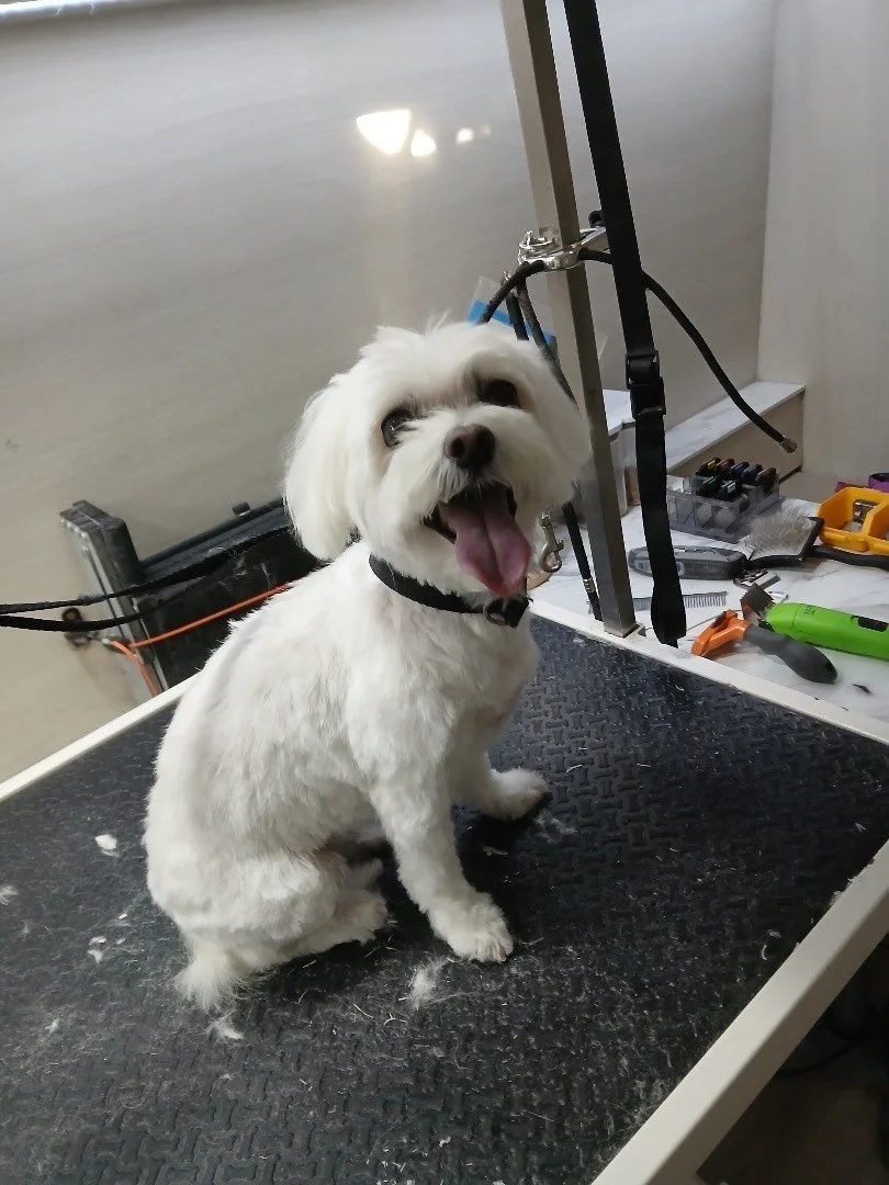 Ready for Thanksgiving dinner party 🎉 show off my new look to relatives 💗