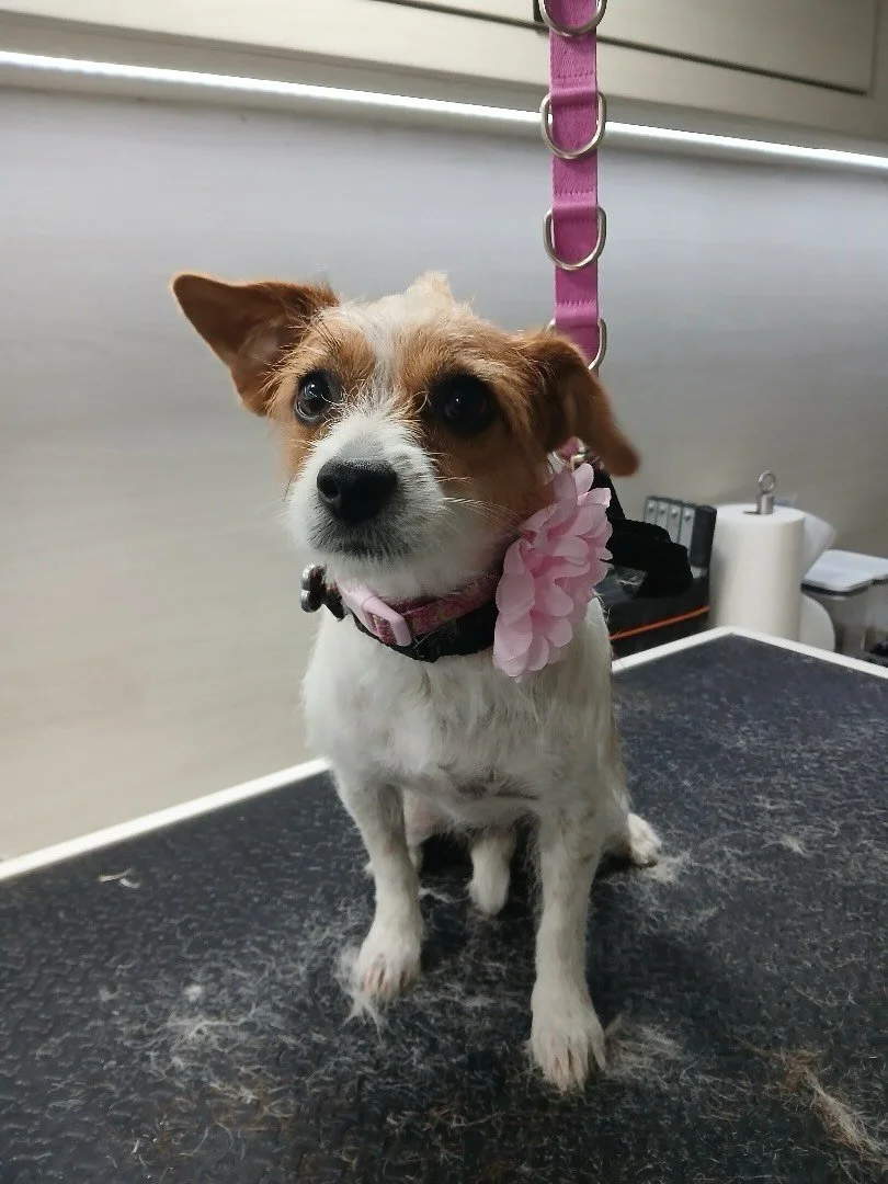 Ready to be adored by all the relatives 💗