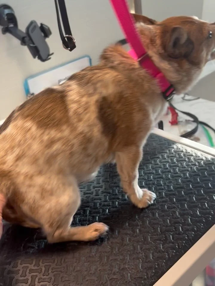 I was having a really bad day, then Pup Spa came. Now I feel like myself again: an angel dog🪽🐶🌸