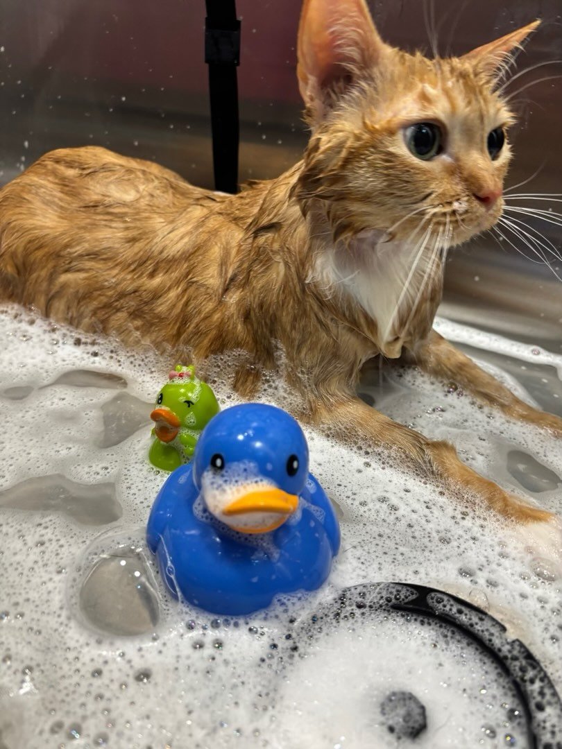 Meet Sadie- a cat who loves taking a bath 🛀💗
