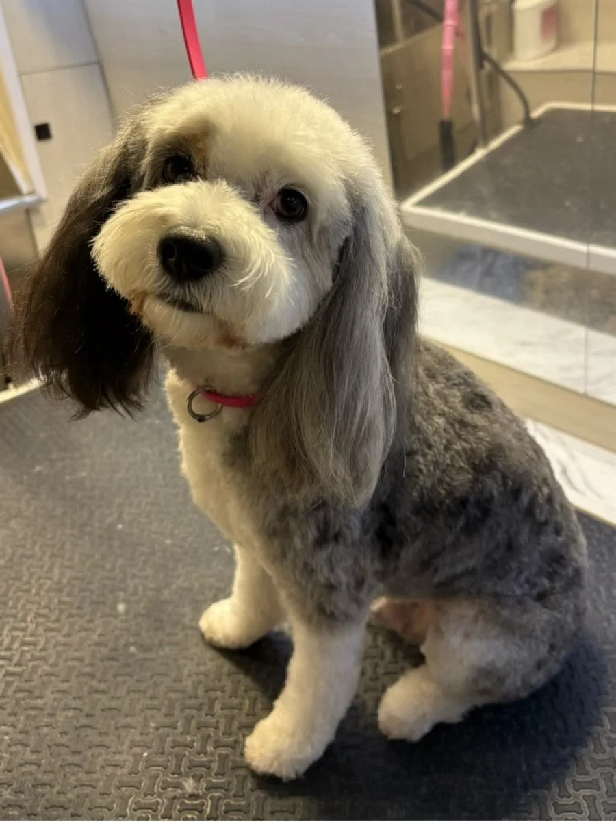 My body is super soft and my ear is silky. I certainly deserve some treats! 🦴