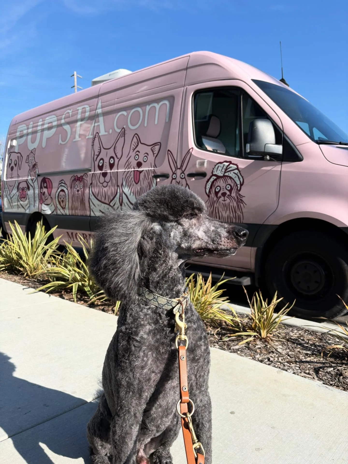 We worked with Alameda animal control officers to get this well-deserved boy groomed so that he can better assist his owner as a service dog 🐕&zwj;🦺 #alamedapolicedepartment
