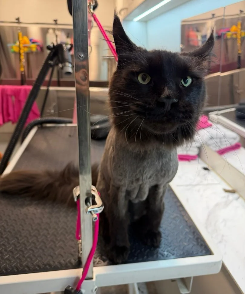 I was matted badly&hellip; I will have to wear boots for a while. Do you like it? 👢