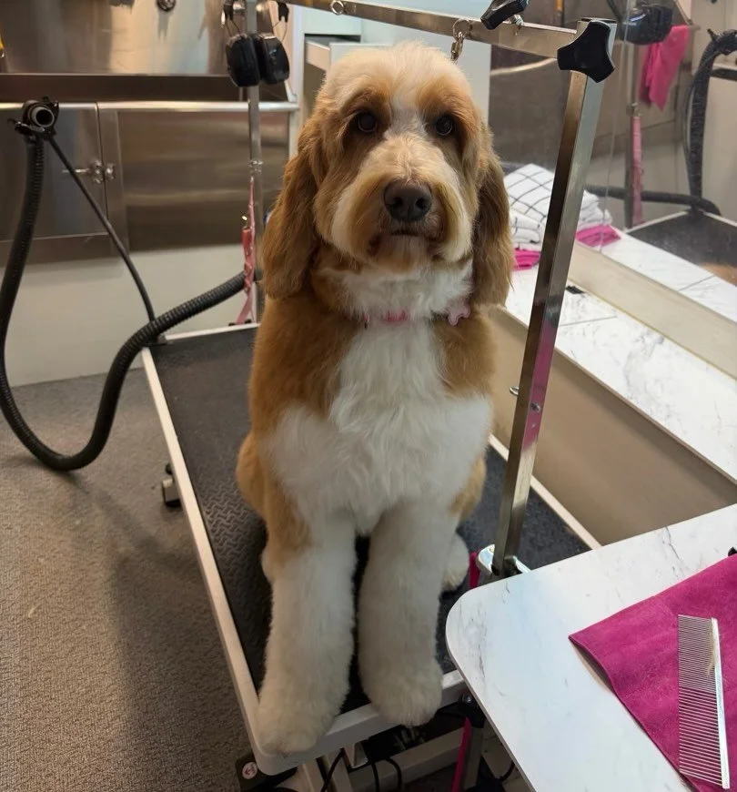 Luna&rsquo;s transformation.🌸 Thank you, Brennan 🩷