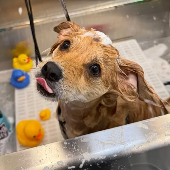 This spa is so much fun. My hair is circus, soft and I smell SO different!