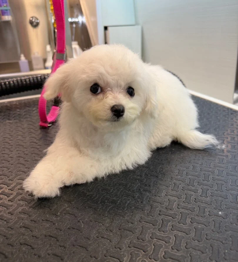 Today was my first groom ever. I took it like a pro. Because I&rsquo;m going to be a supermodel. ⭐️