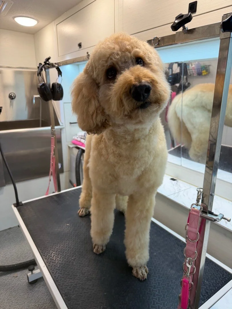 My bouncy, soft hair&hellip; This ample volume around my face. Long legs with well trimmed toes. I am just perfect&hellip;🥹