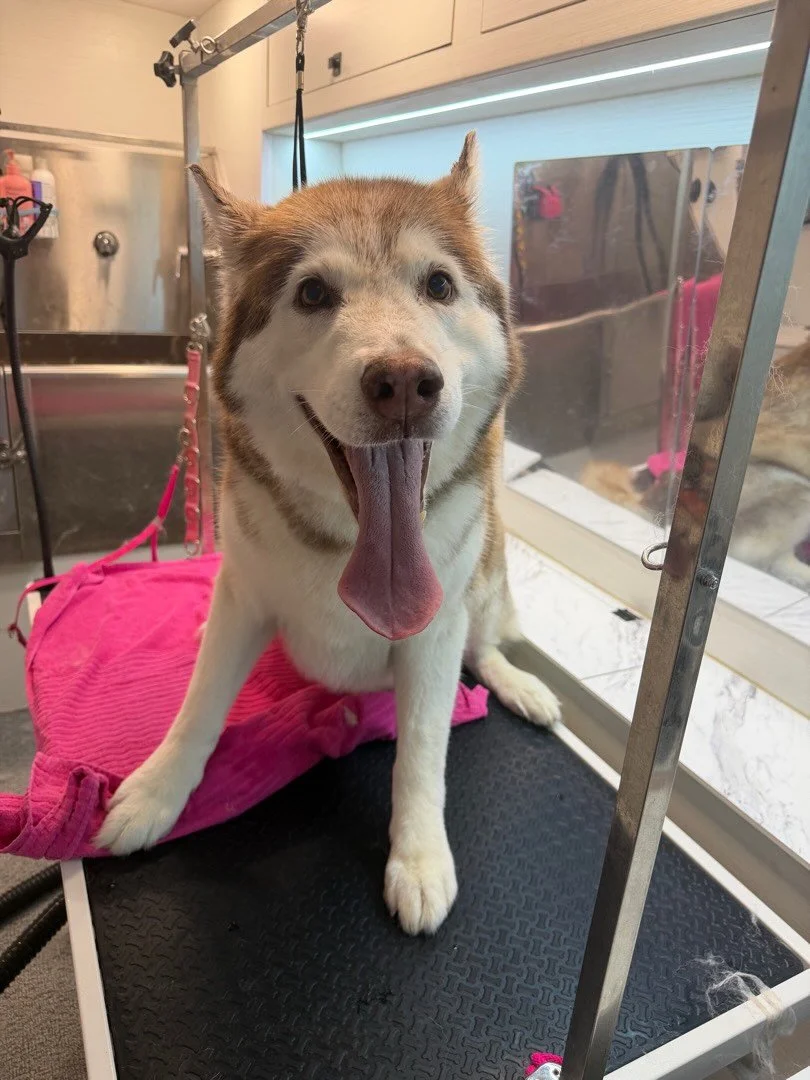 My brother and I played this game: who has the longer tongue? 🤣 Who do you think is the winner? 😝