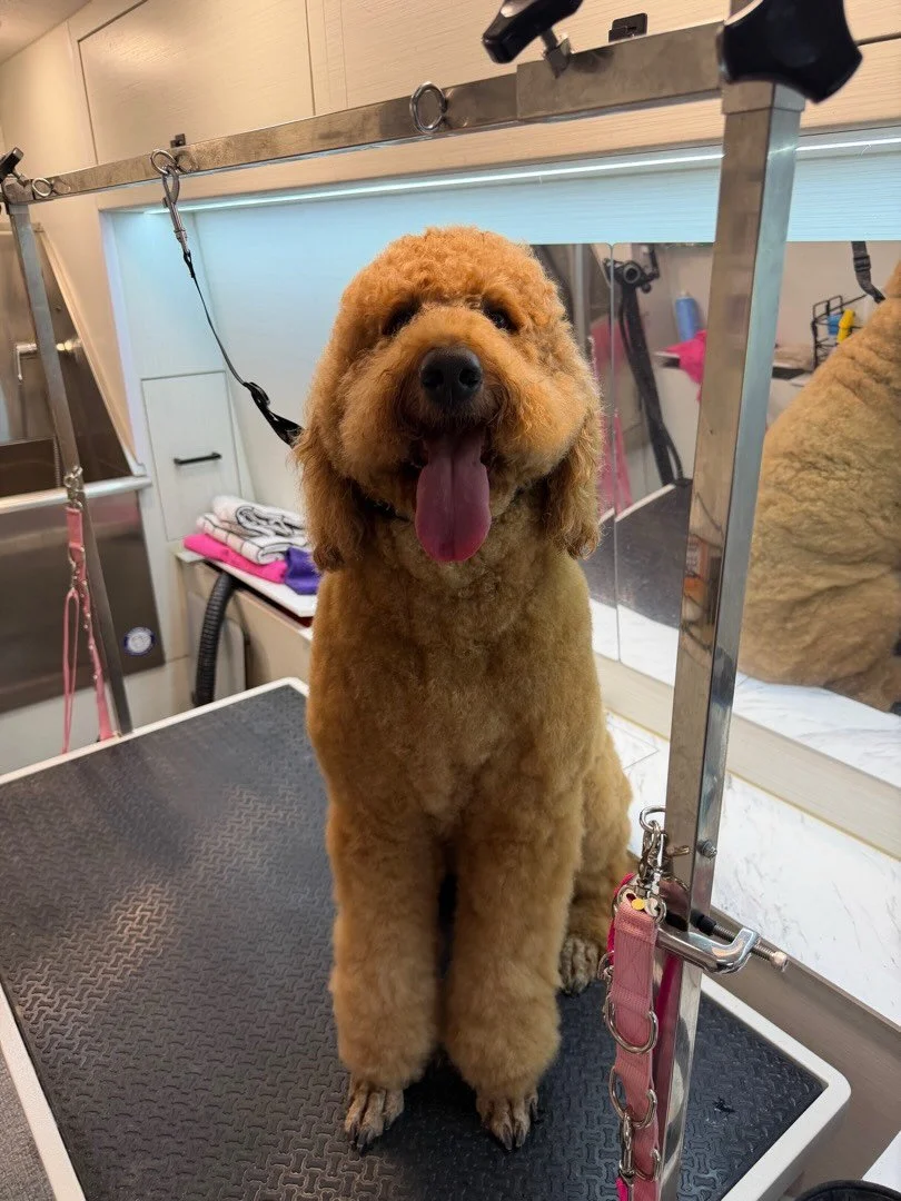 When I look this cute, I can make Mom to give me extra treats. I sit and don&rsquo;t move, just stare into her soul.. 👁️