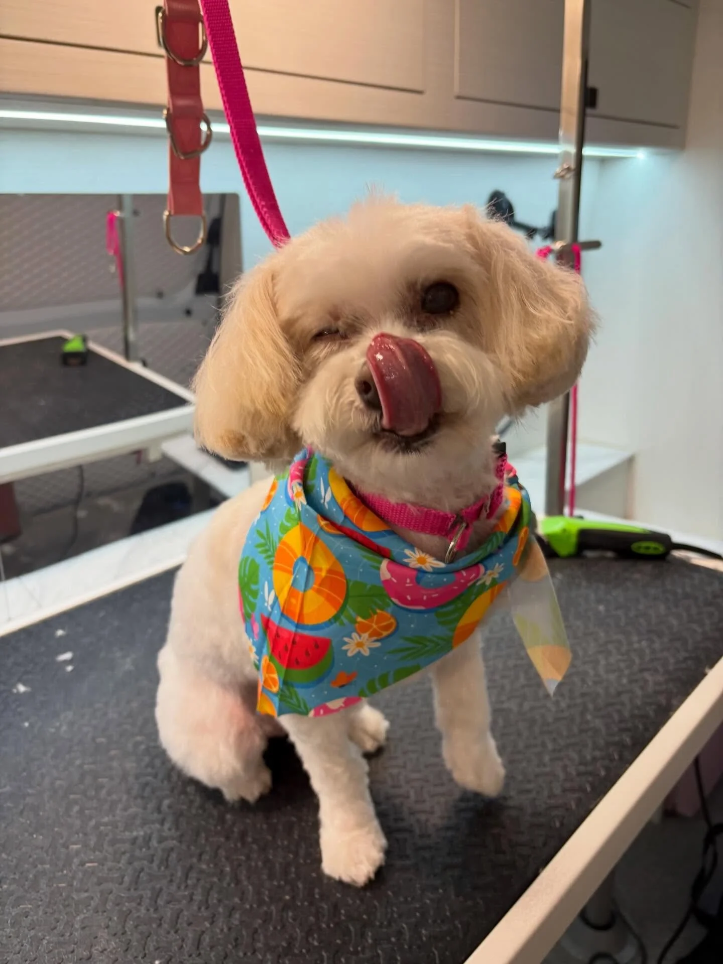 If you want to hire me as a commercial model, please contact my agent, my Mom ❤️