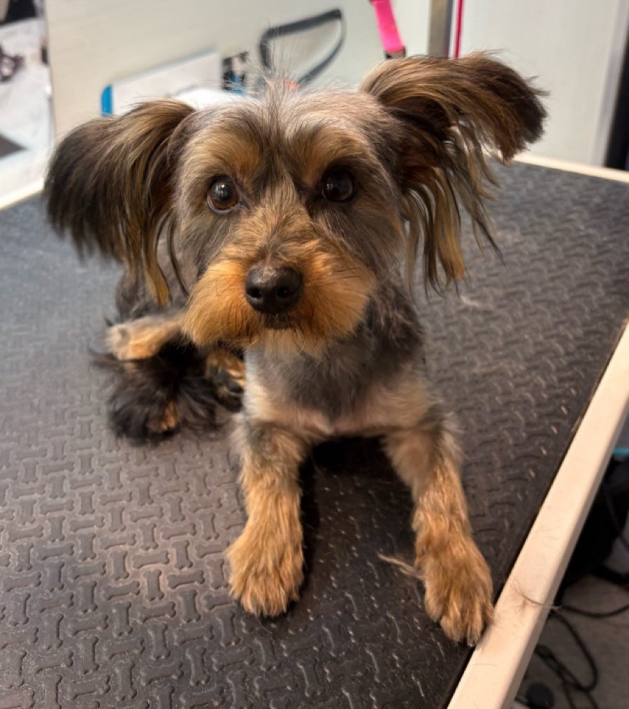 Loving my new style: accentuates my perky, silky ears 💎