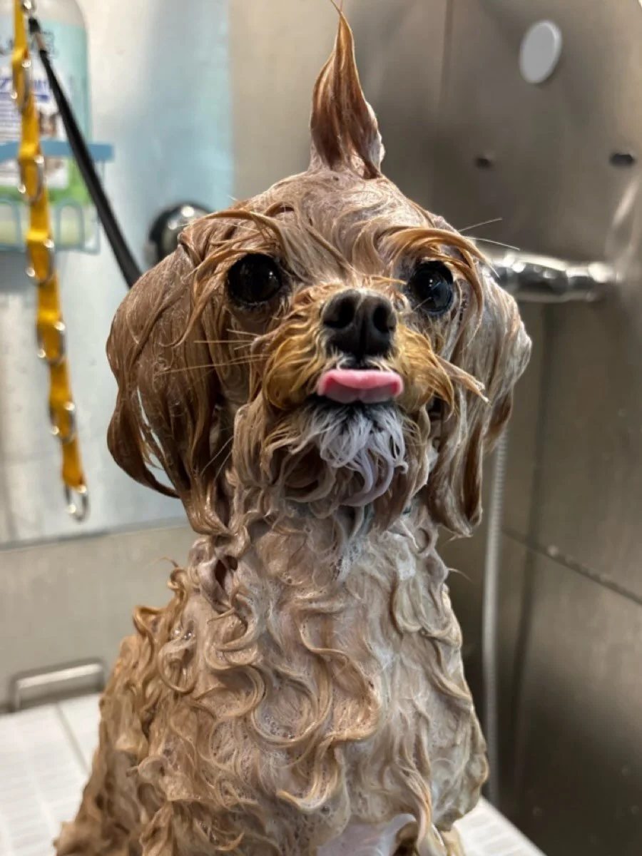 I am a rock &lsquo;n&rsquo; roll girl 🎸 by night and a blushing young lady🌷 by day.