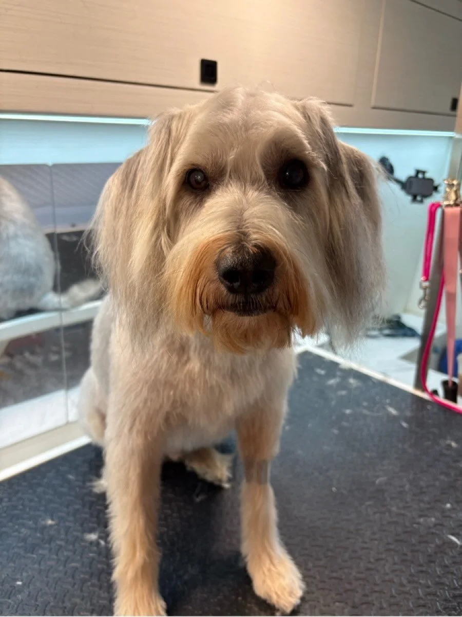 My silky hair will melt Mom&rsquo;s heart &hearts;️