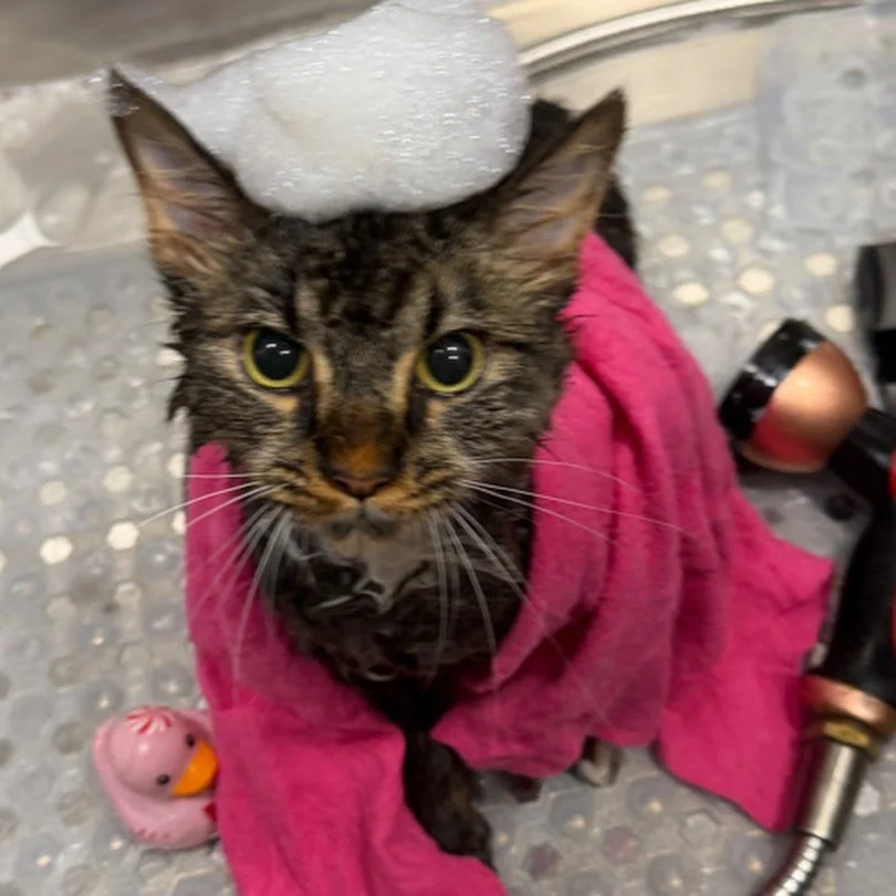 My white sox is clean now