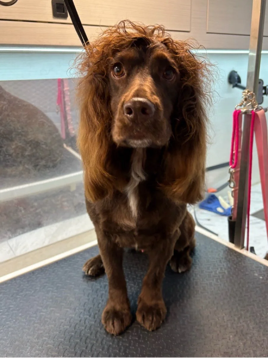 Would you like some hot coco?