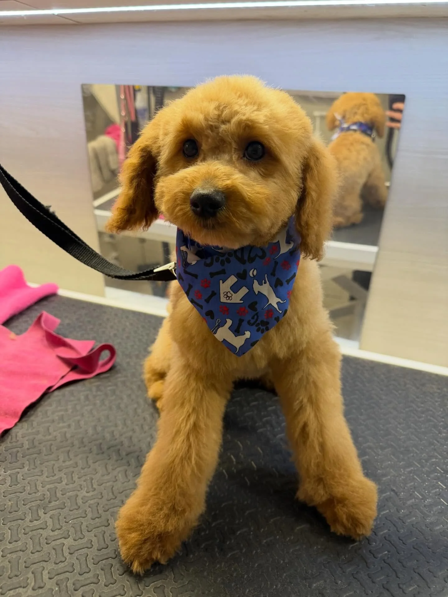 Boba&rsquo;s transformation 🌻