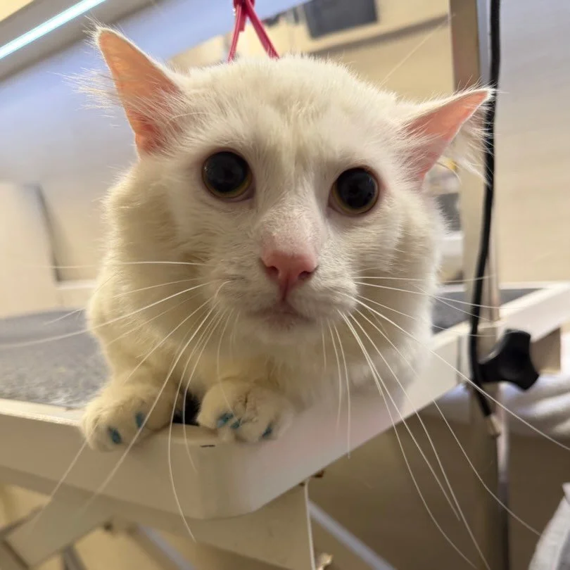 I am a snow white princesses.