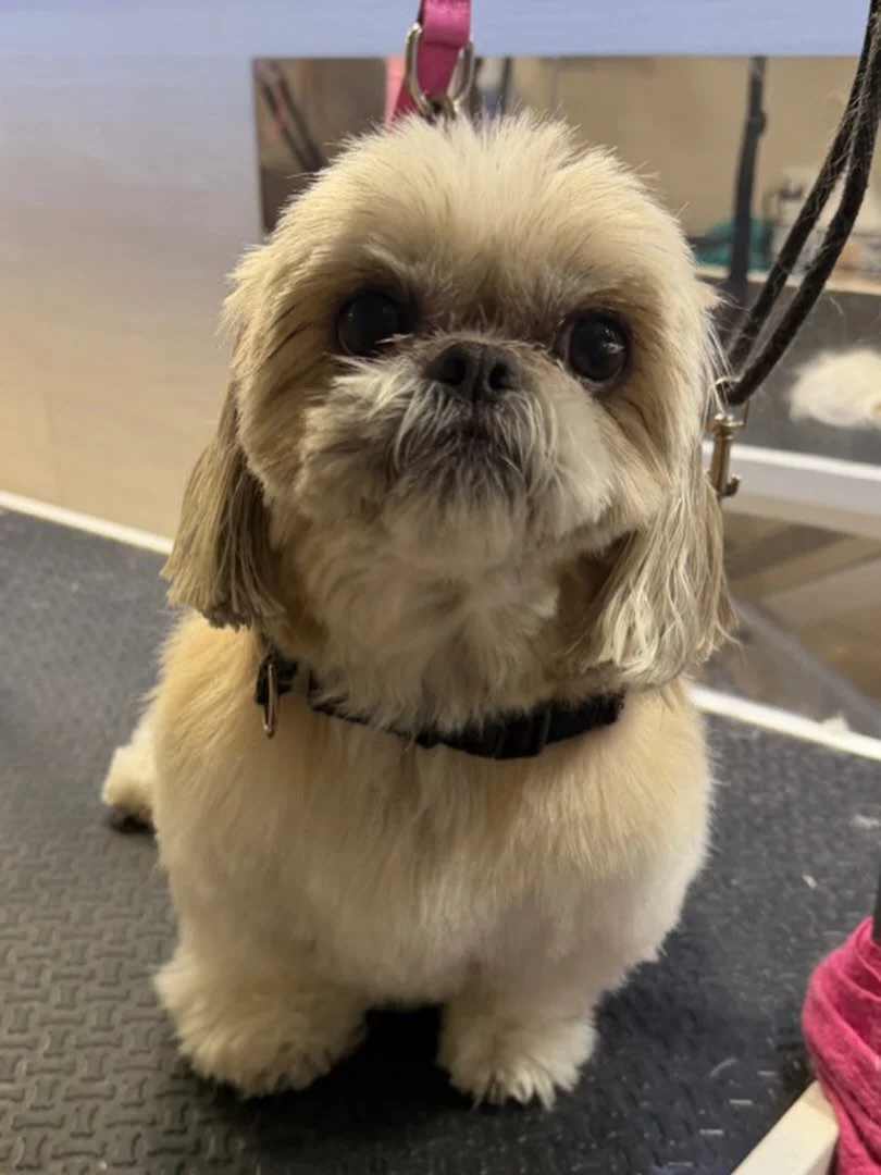 Today I would like to get a haircut for spring 🌱