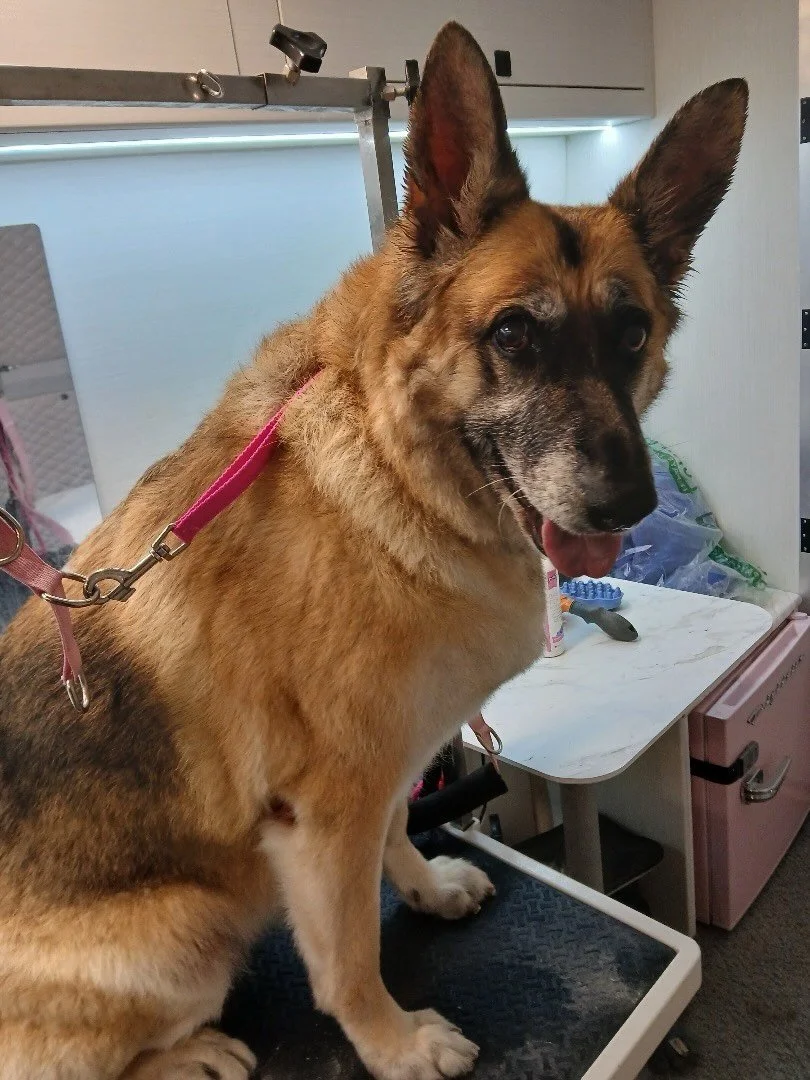 I think mom will give me 15 chicken sticks when I get home 😁