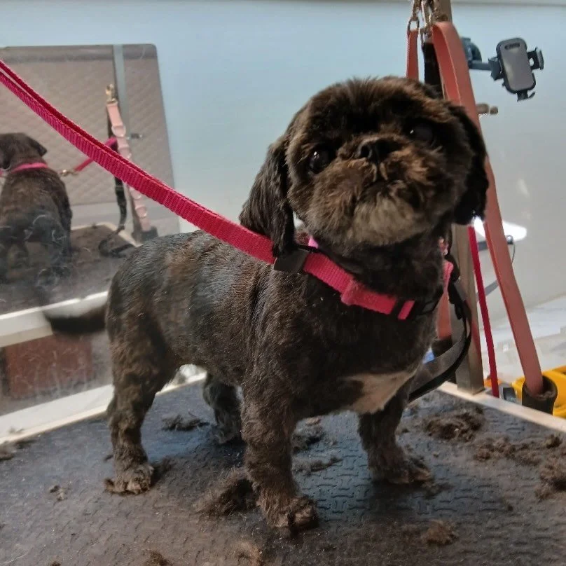 I might be the most beautiful dog in the world 🌎