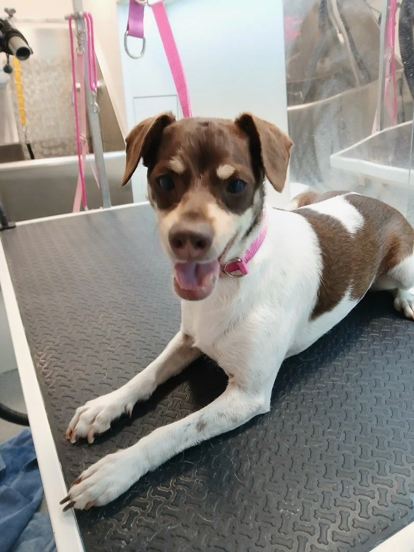 I am super scared of nail trimming, but we went through it together, and we are fine!
