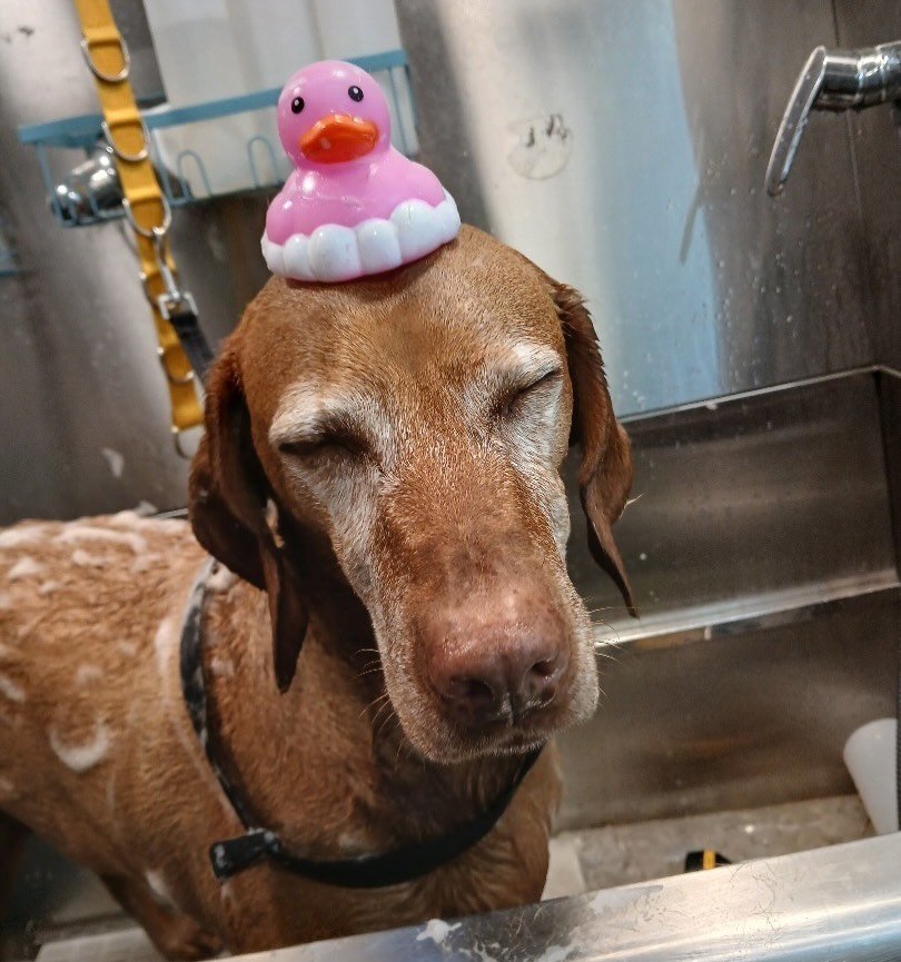 Is the Ducky ok? I am worried for her..