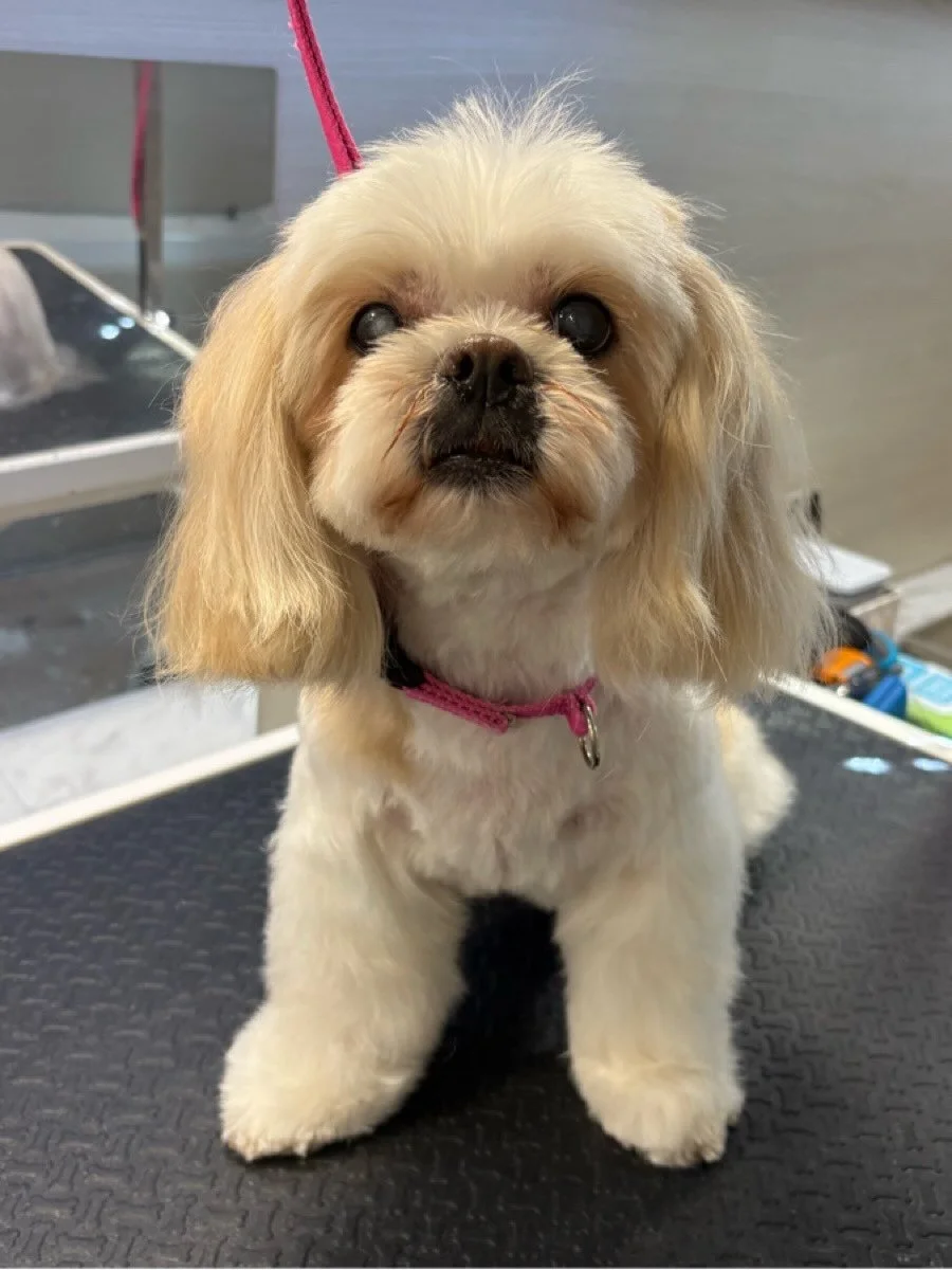 Hello 👋 I feel very pretty after my haircut. I think my dad will love it too 😍