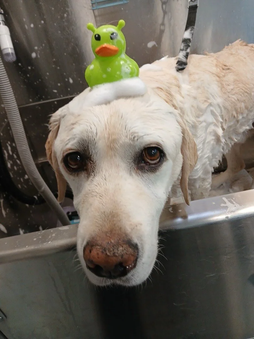 Mom was right, I do feel after after the bath and thorough deshedding.