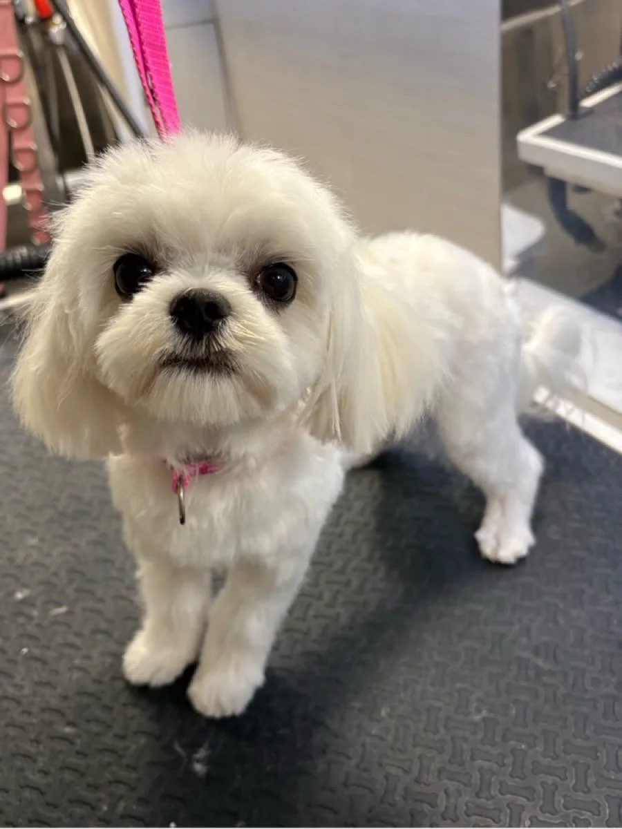 Mommy, I thought we were gonna go toy shopping. 🛍️ Still I like my new hairdo. 😉