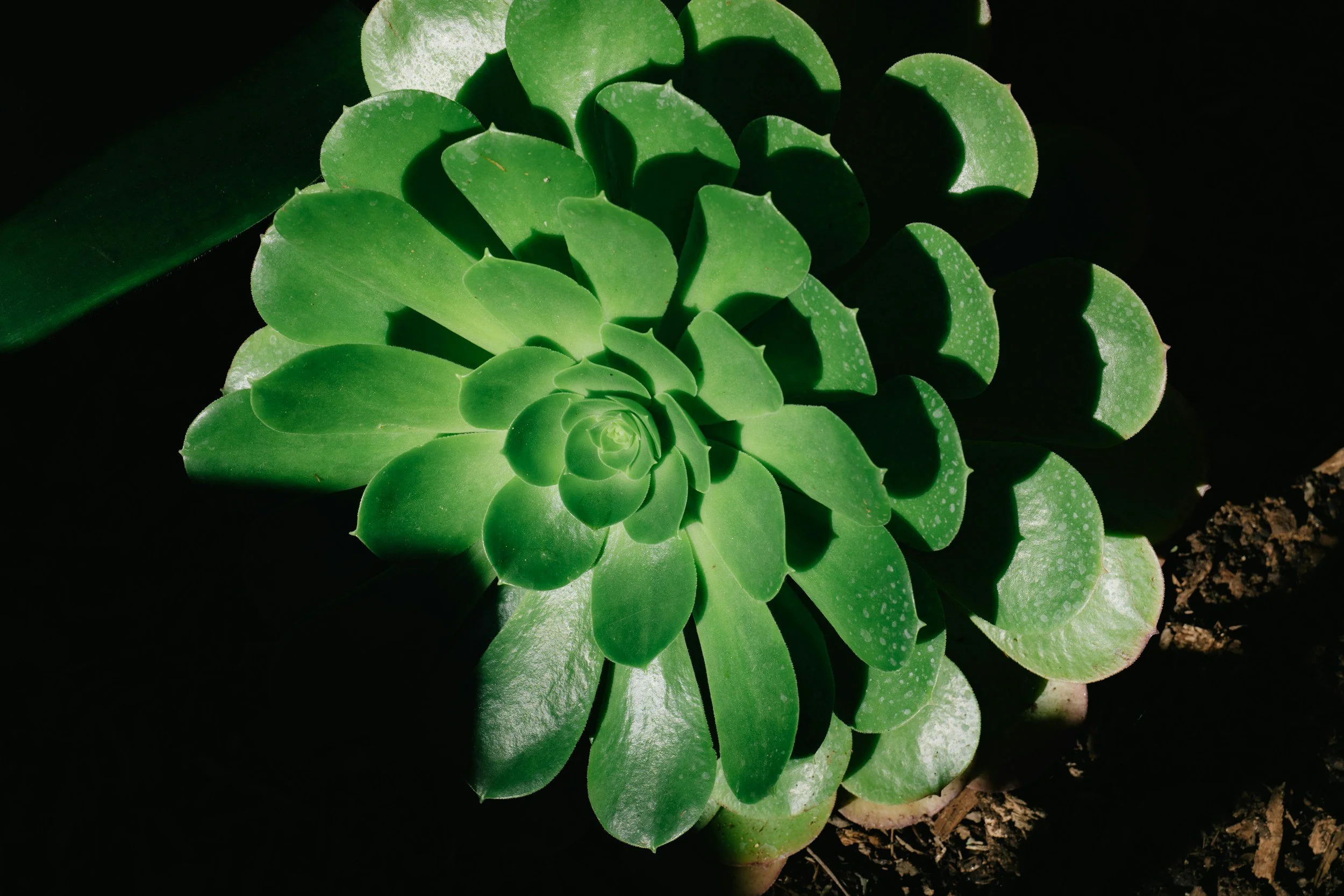 SECOND NATURE