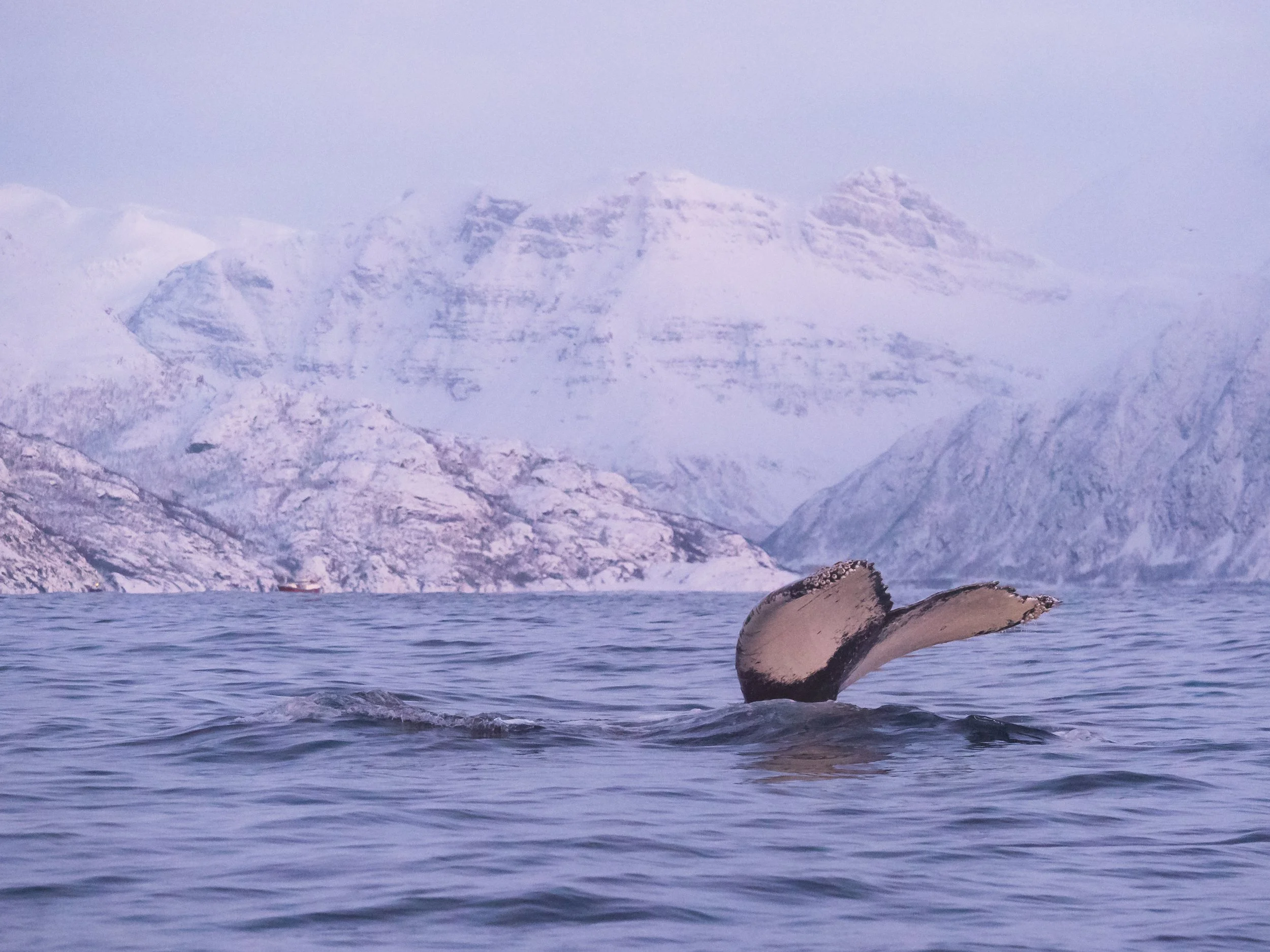 Inside the Arctic Circle- A Trip to Tromso - 1355255.jpg