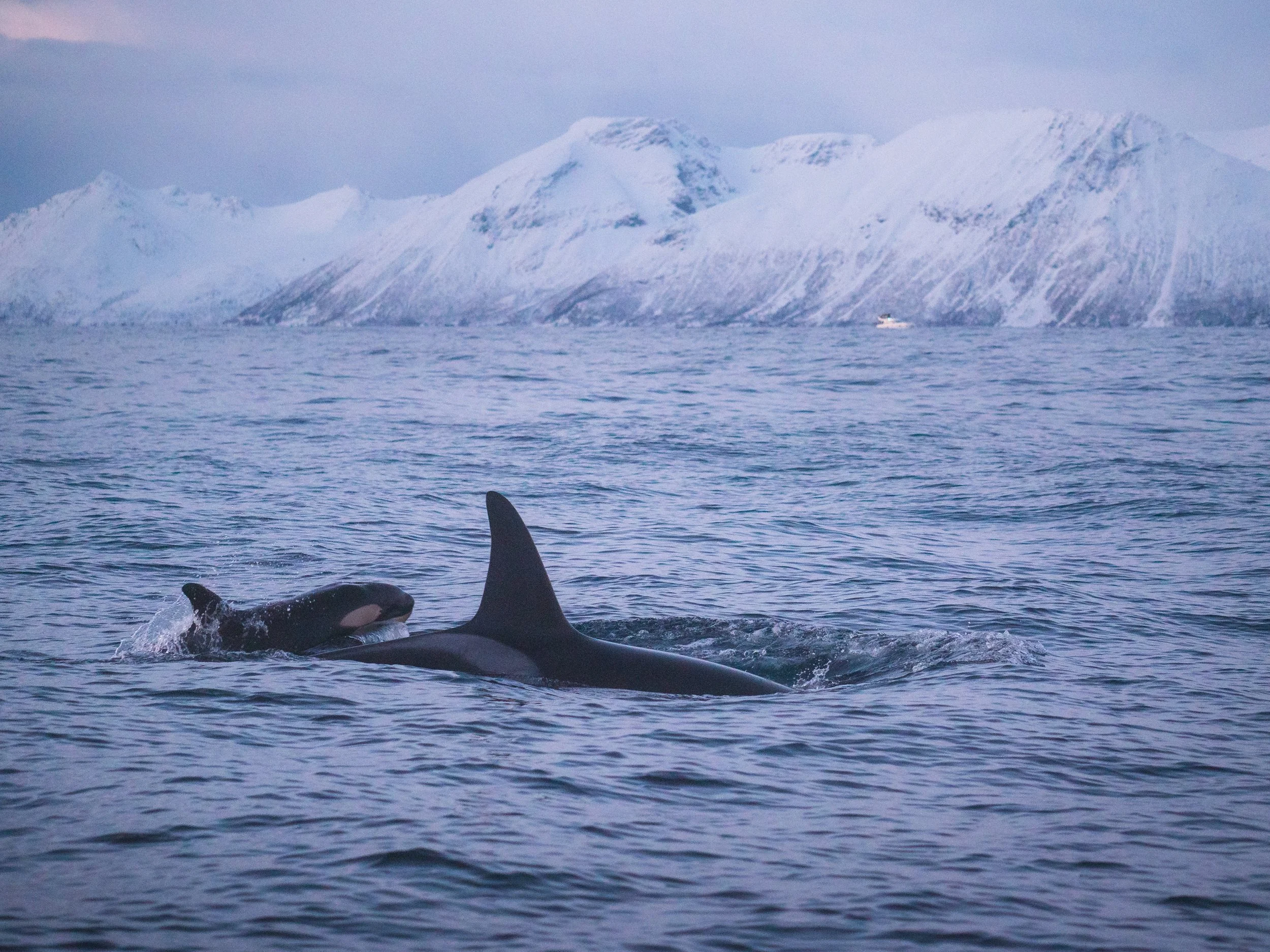 Inside the Arctic Circle- A Trip to Tromso - 1344462.jpg