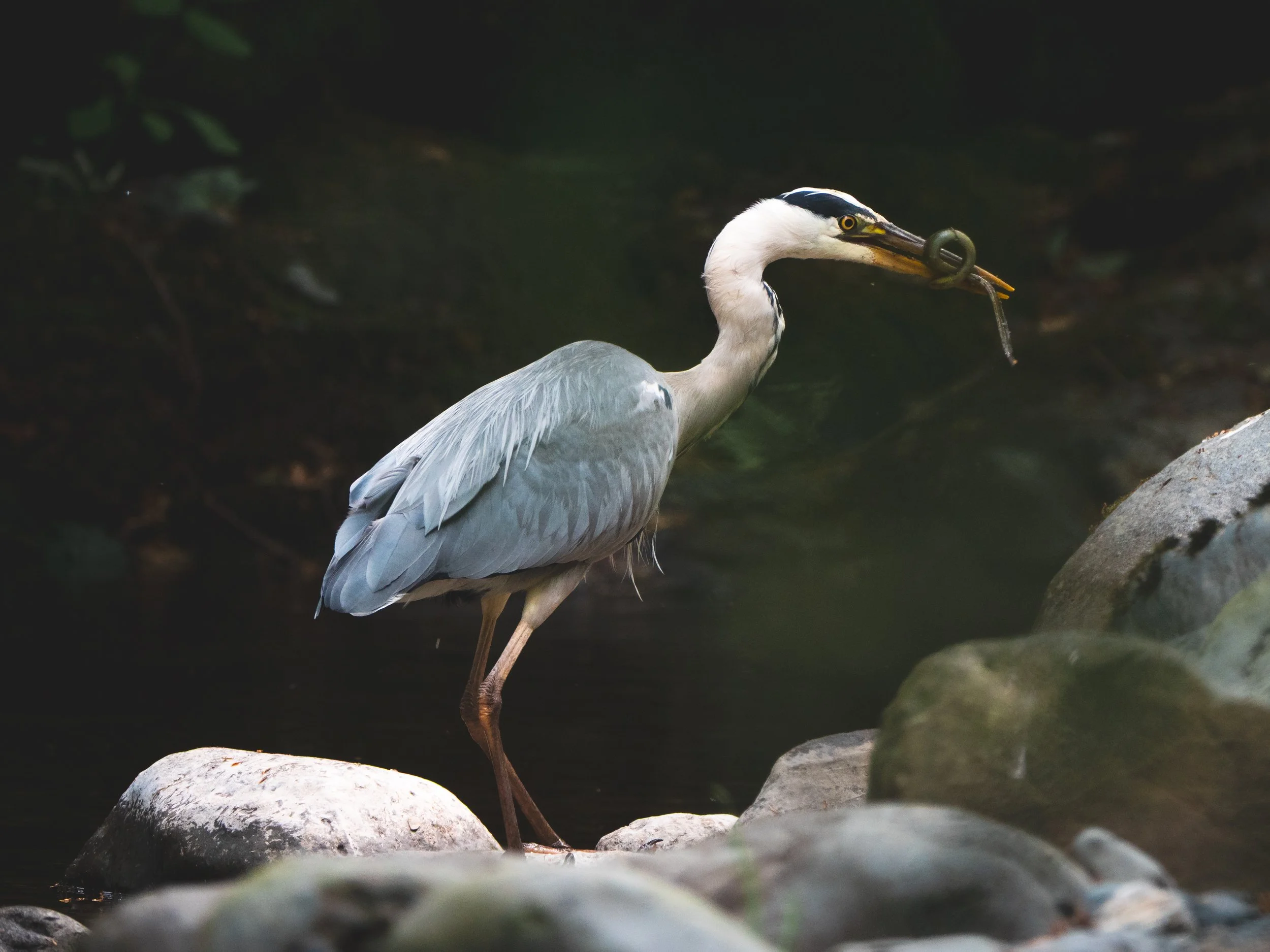 A Collection - The Lake District - 1566254.jpg