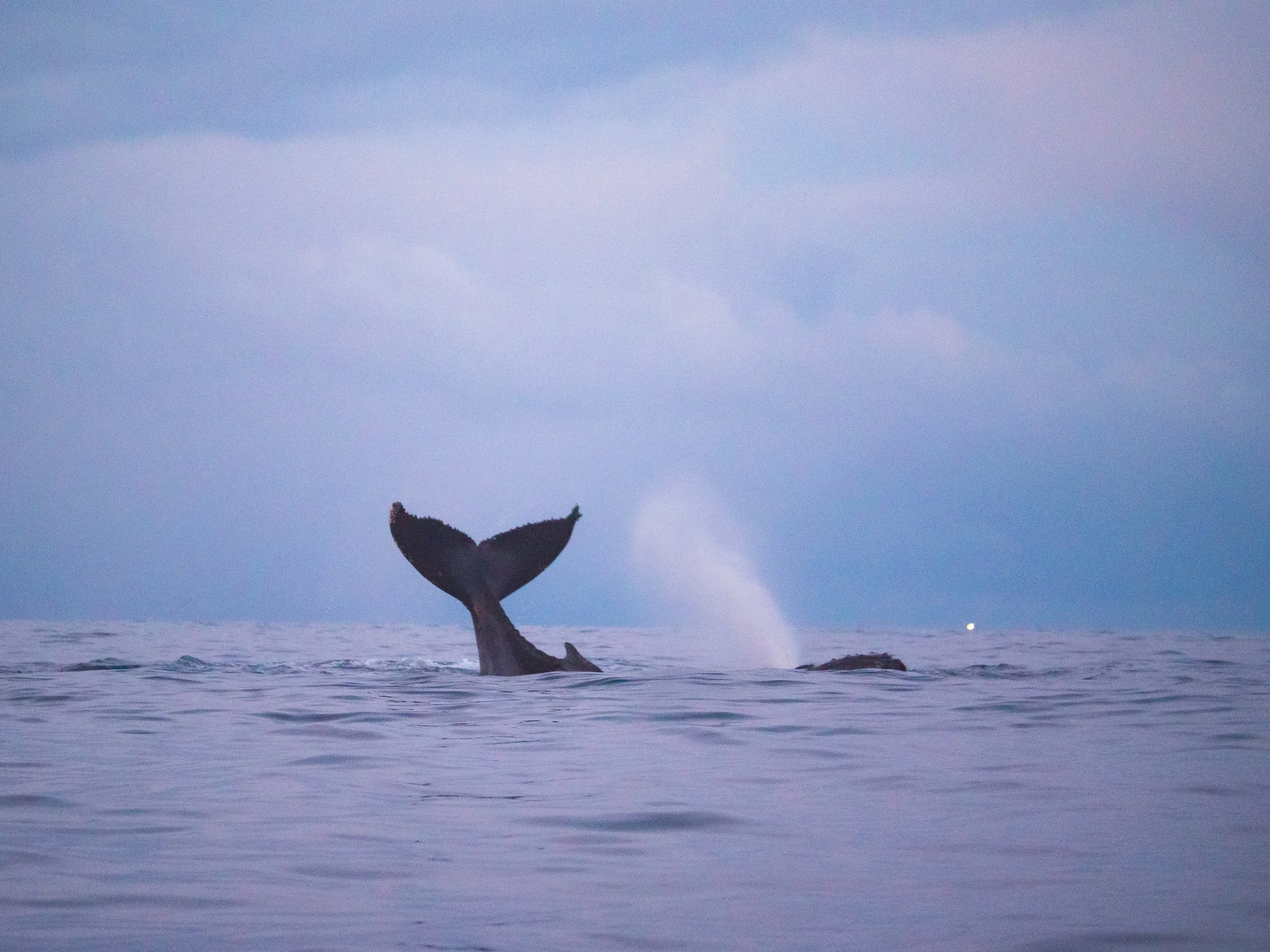 Inside the Arctic Circle- A Trip to Tromso - 1355365.jpg