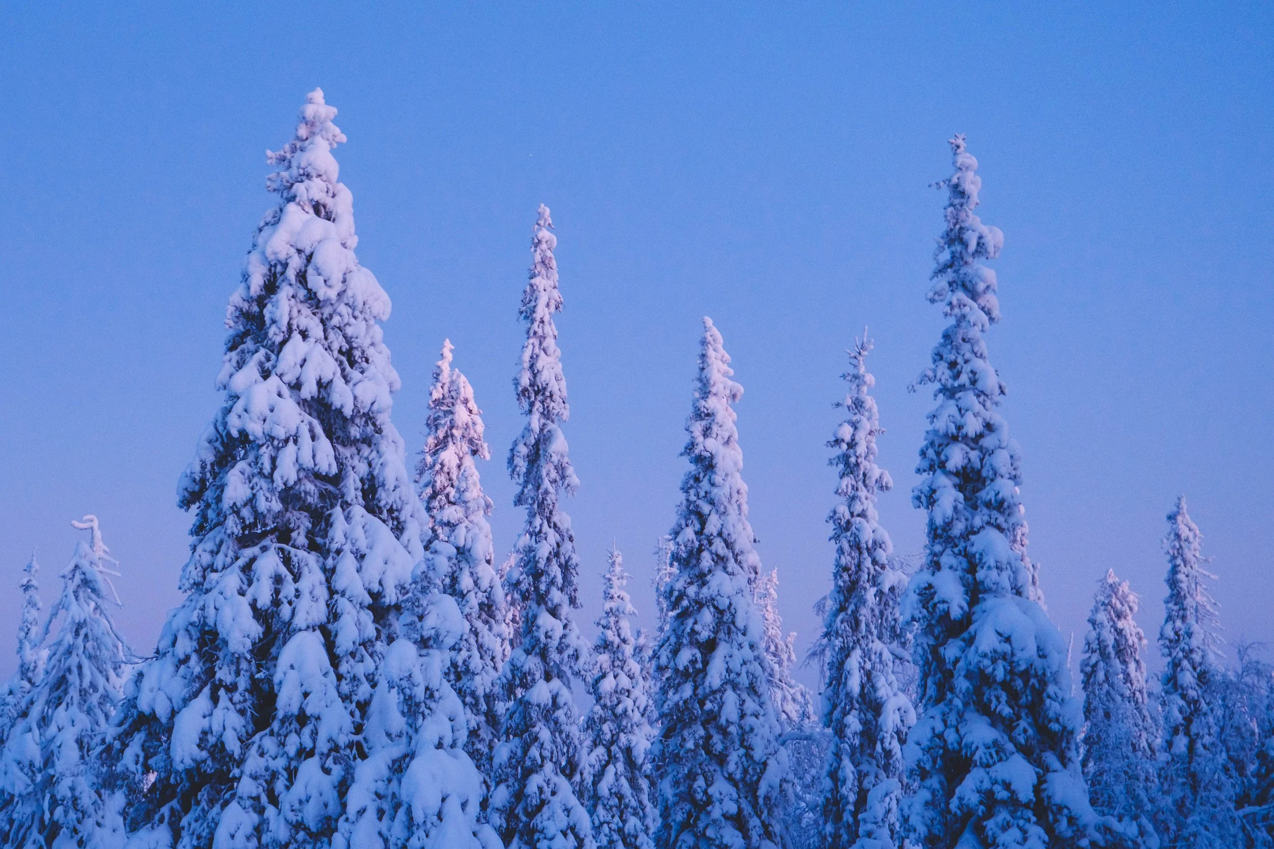 Finnish Lapland - 1087.jpg