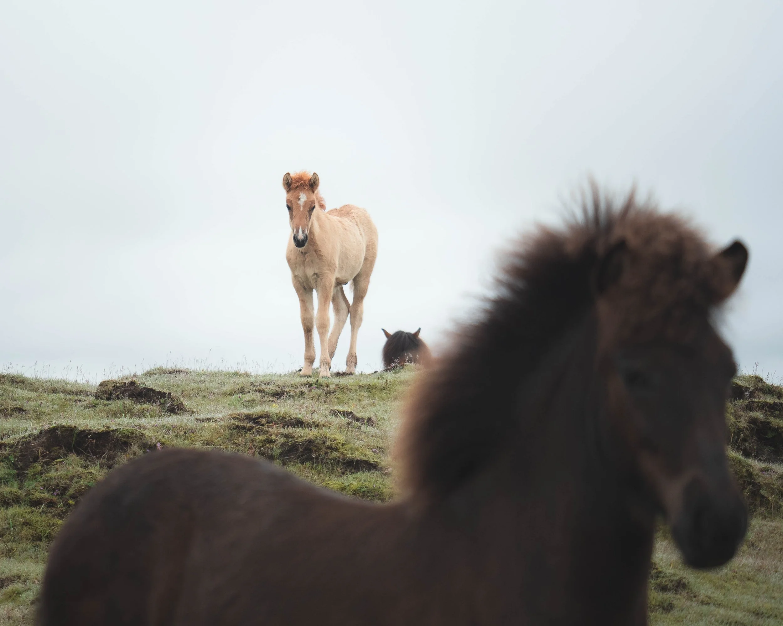 A Collection - Iceland - 1155289.jpg