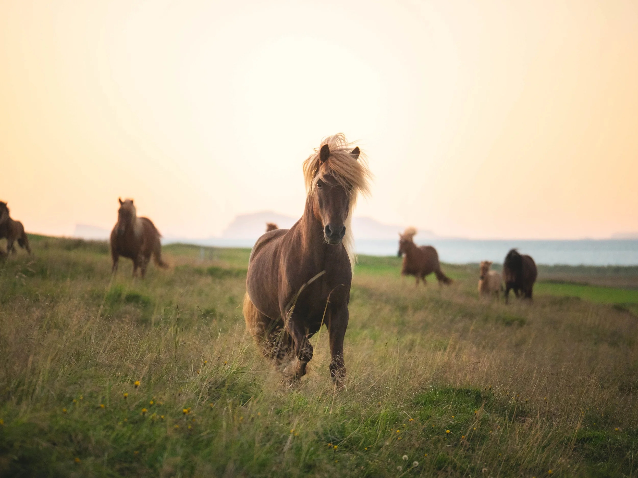 A Collection - Iceland - 1200336.jpg