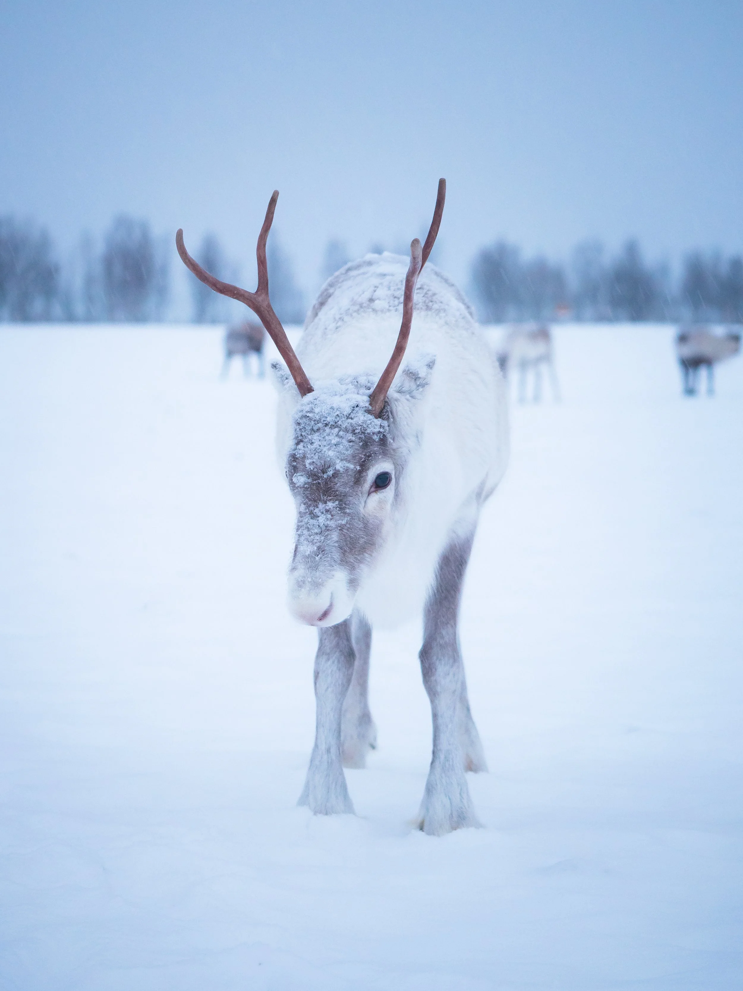 Inside the Arctic Circle- A Trip to Tromso - 1322917.jpg