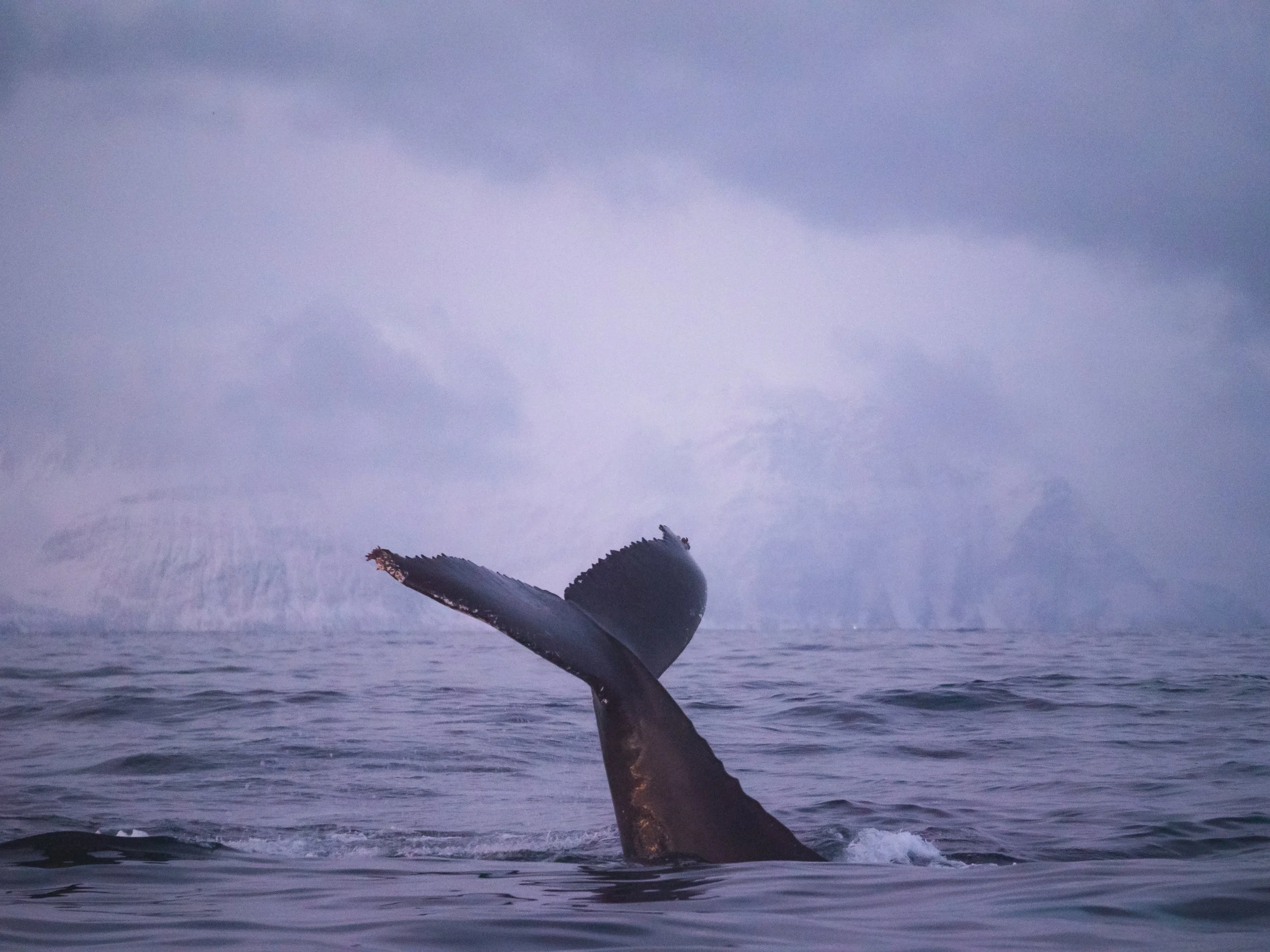 Inside the Arctic Circle- A Trip to Tromso - 1355414.jpg