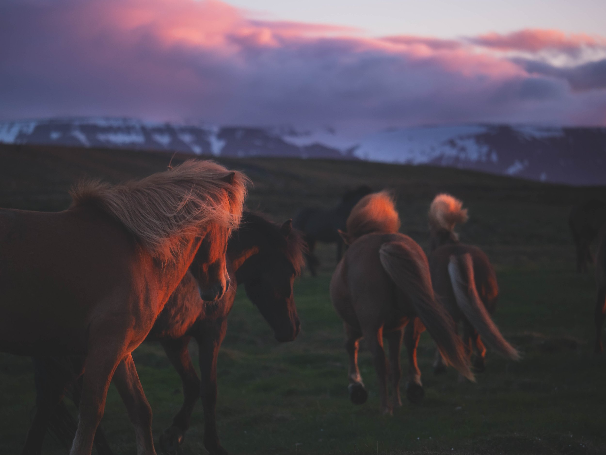 A Collection - Iceland - 1244968.jpg