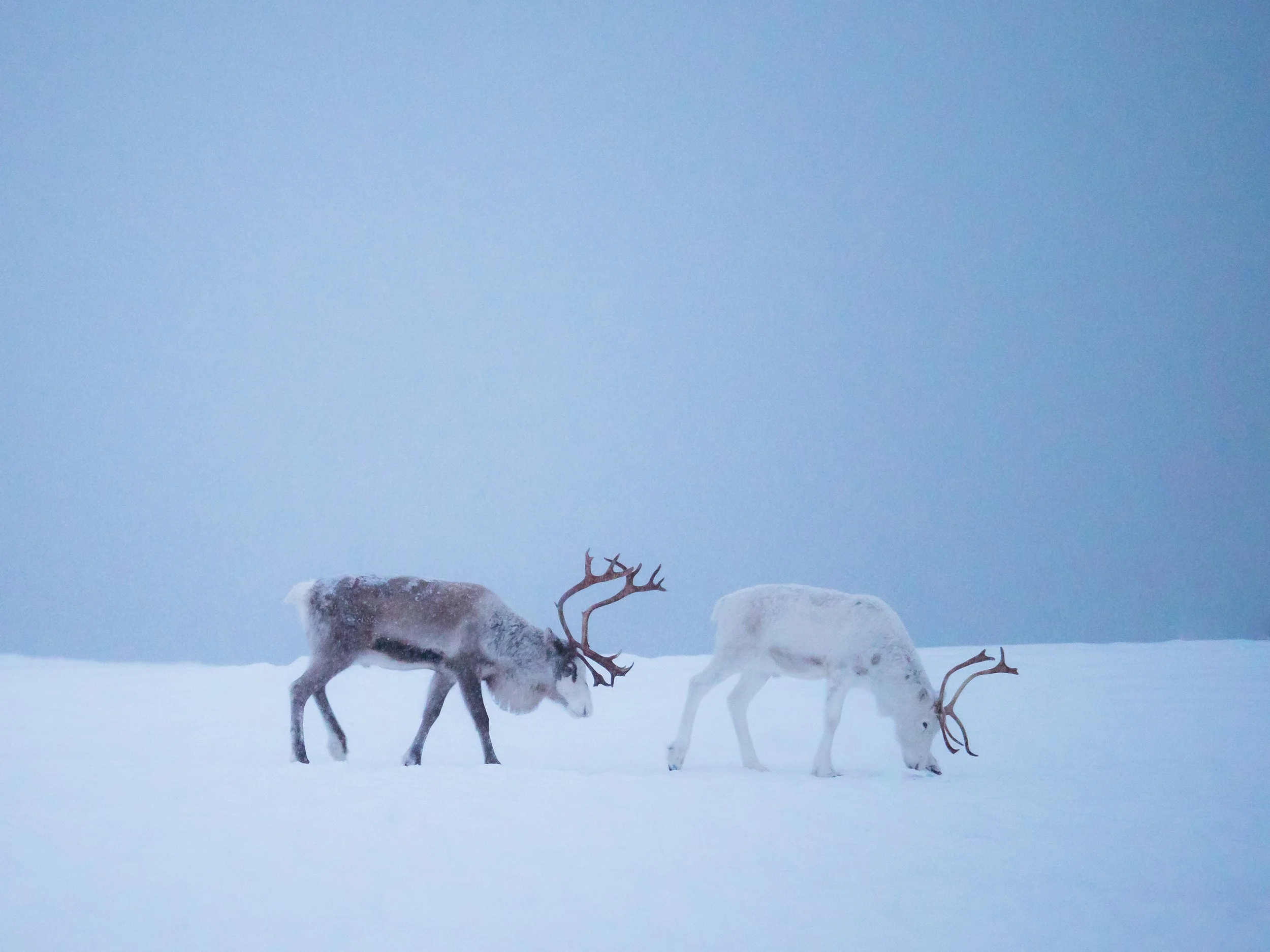 Inside the Arctic Circle- A Trip to Tromso - 1322975.jpg
