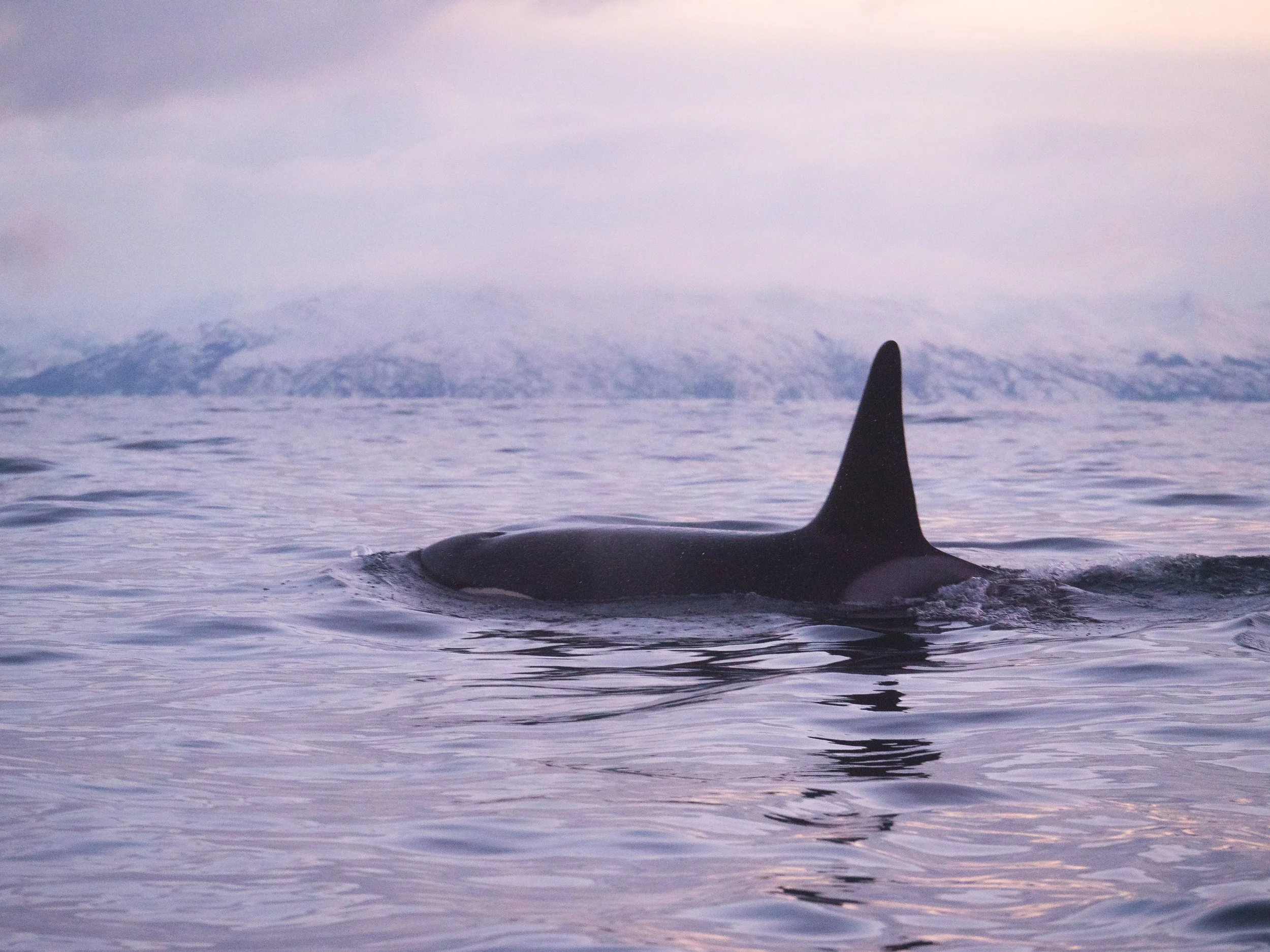 Inside the Arctic Circle- A Trip to Tromso - 1344916.jpg